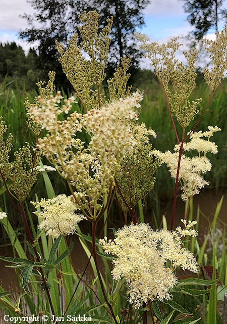 Filipendula ulmaria, niittymesiangervo